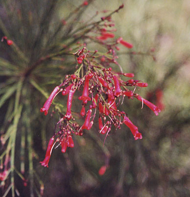 �n�i�`���E�W