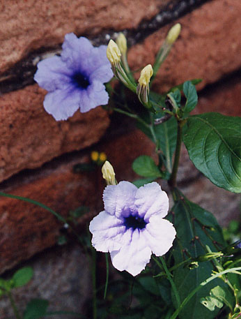 ���O�s���̉ԂP