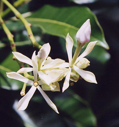 ���O�s���̉ԂQ