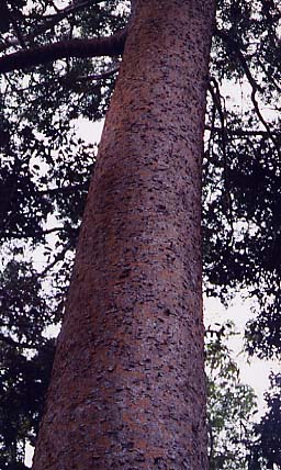 �J�E���R�p�[���m�L