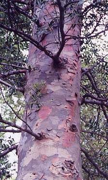 �j���[�J���h�j�A�J�I��