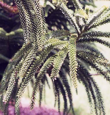 Araucaria�@montana