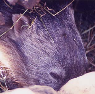 �E�H���o�b�g