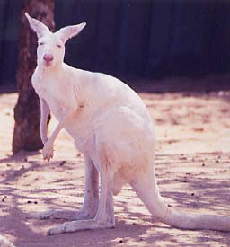 �z���C�g�J���K���[