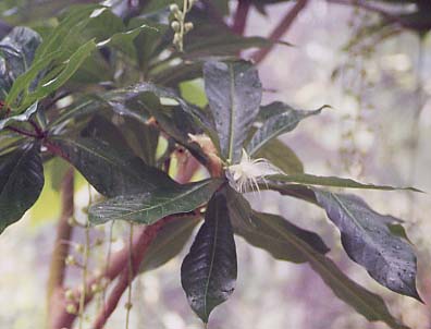 �T�K���o�i�̗t