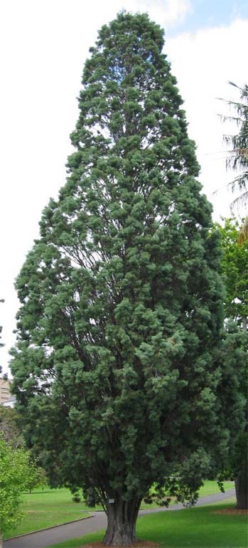 Araucaria�@montana