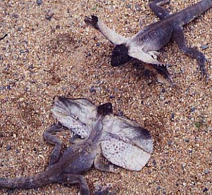 �G���}�L�g�J�Q