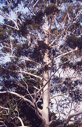 ���[�Y�K��