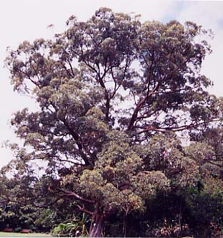 �^���[�E�b�h