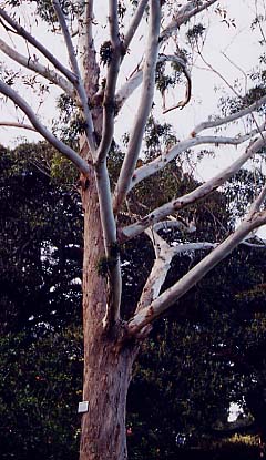 �u���b�N�o�b�g