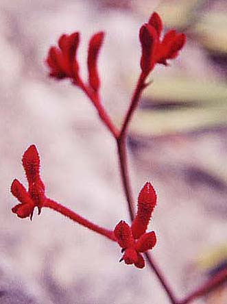 �J���K���[�|�[