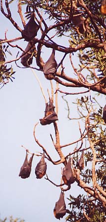 �t���[�c�o�b�g