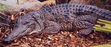 �W�����j