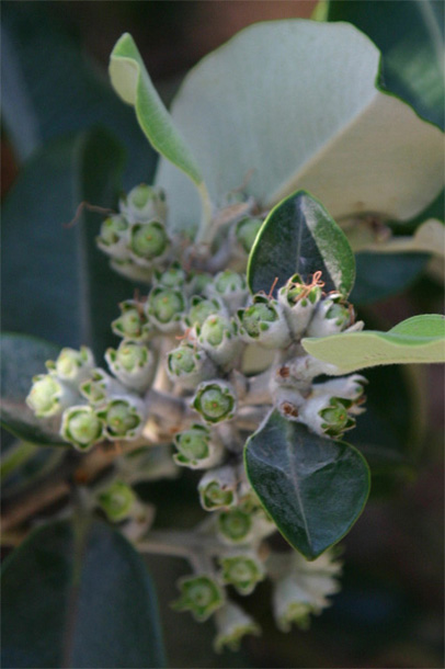 Metrosideros excelsa