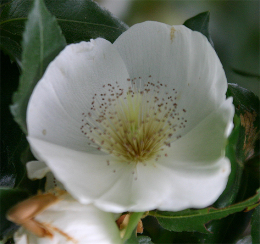 Eucryphia�~nymansens