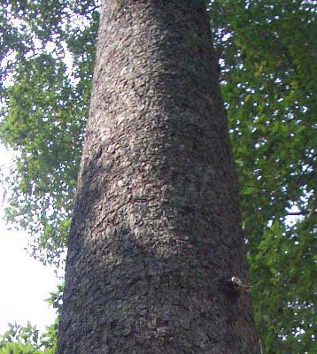 �J���C���r��