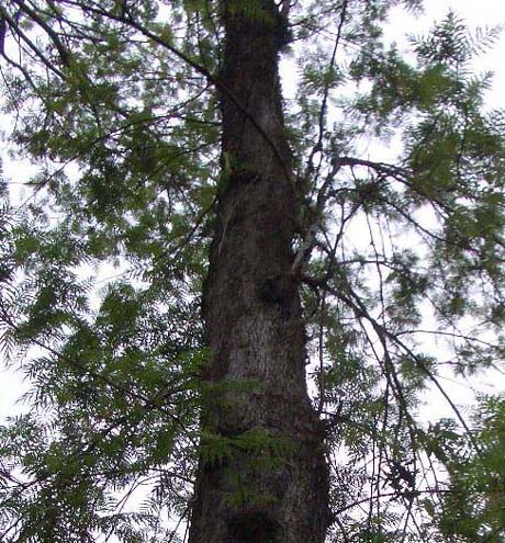 �n�S�����m�L