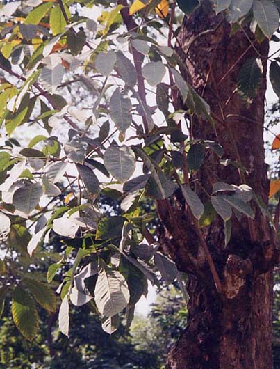 �p���S���m�L