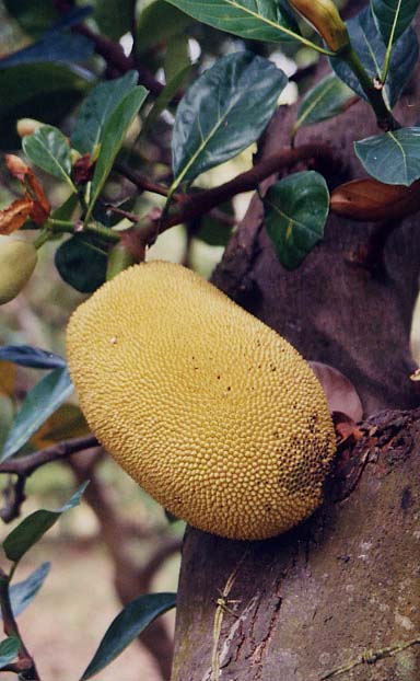 �W���b�N�t���[�c