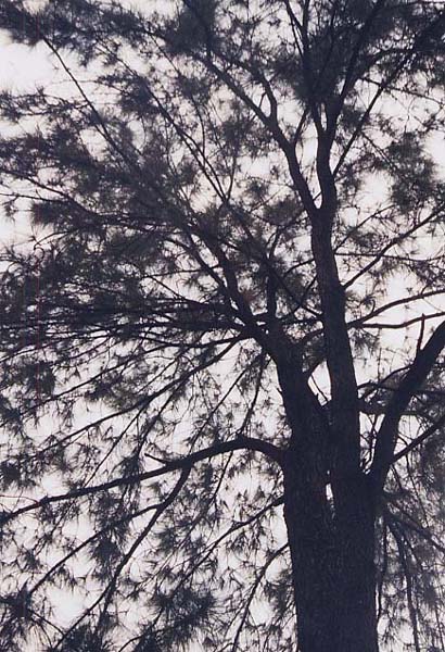 �J�V�A�}�c