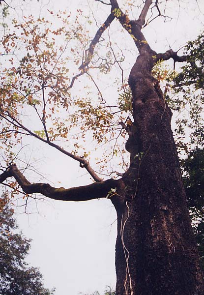 �Z�v�`�[�������y���X