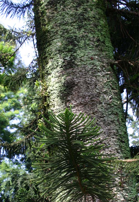 Araucaria�@columnaris�̊�