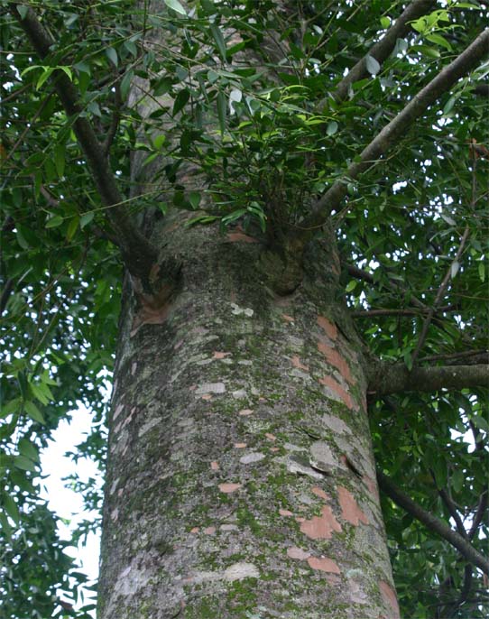 �{���l�I�A�K�`�X�̊�