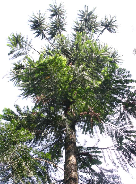 �N�����L�[�p�C��