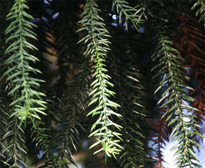 �t�[�v�p�C���̗t