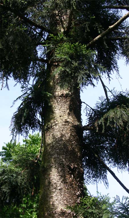 �t�[�v�p�C����