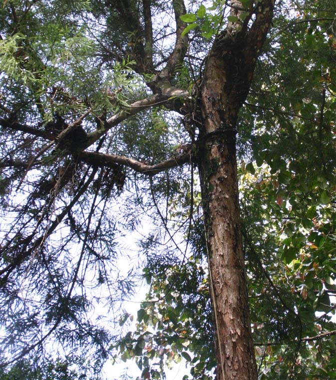 �_�N���h�X�M�̊�