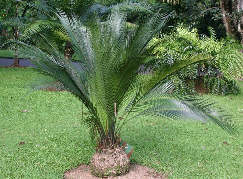 �}�N���U�~�A��