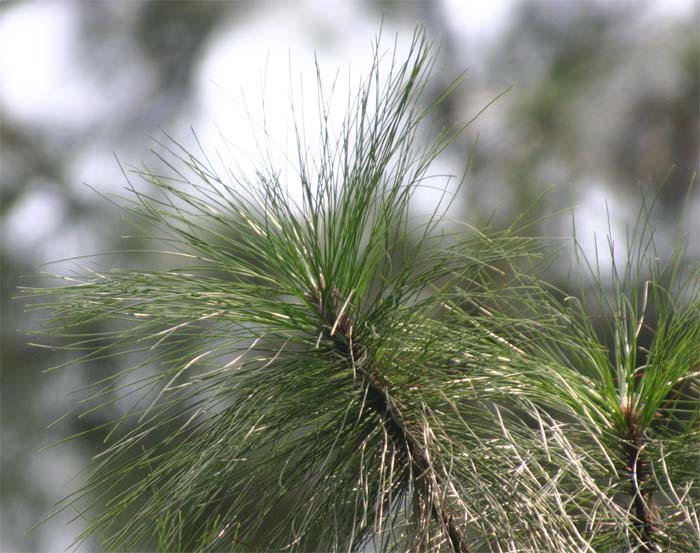 �J�V���}�c