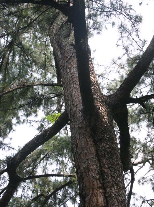 �J�V���}�c��