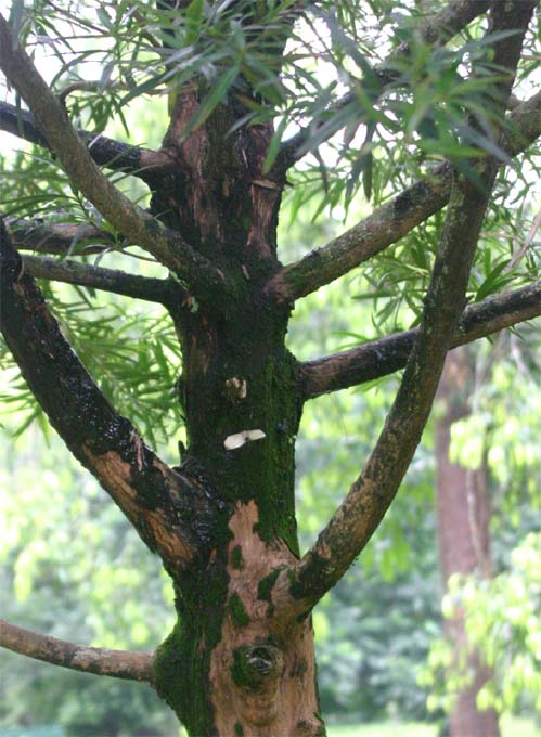 �E�~�x�}�L�̊�