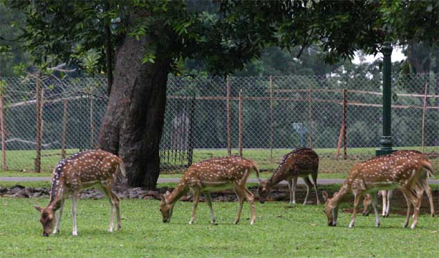 �{�S�[���{�a��̎�