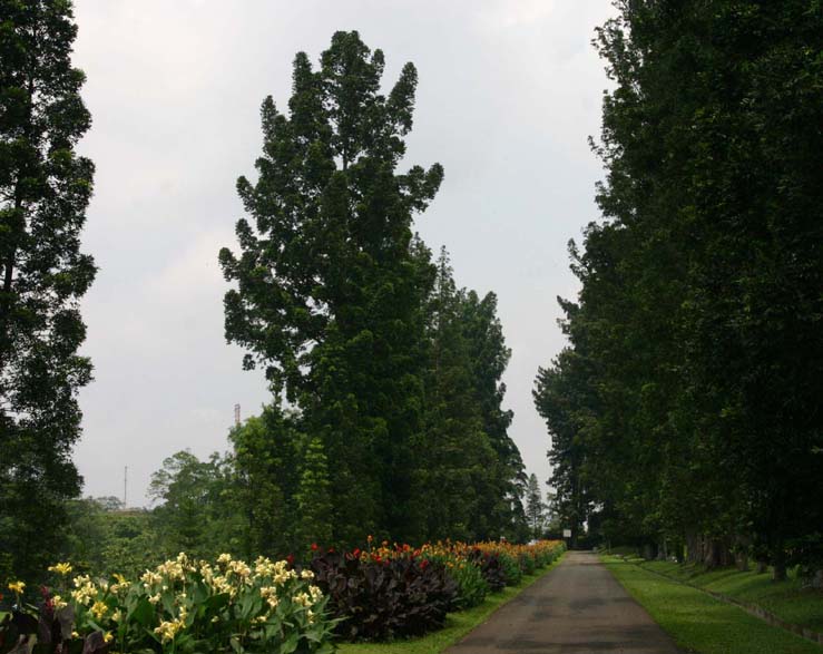 �A�X�g���b�h�ʂ�