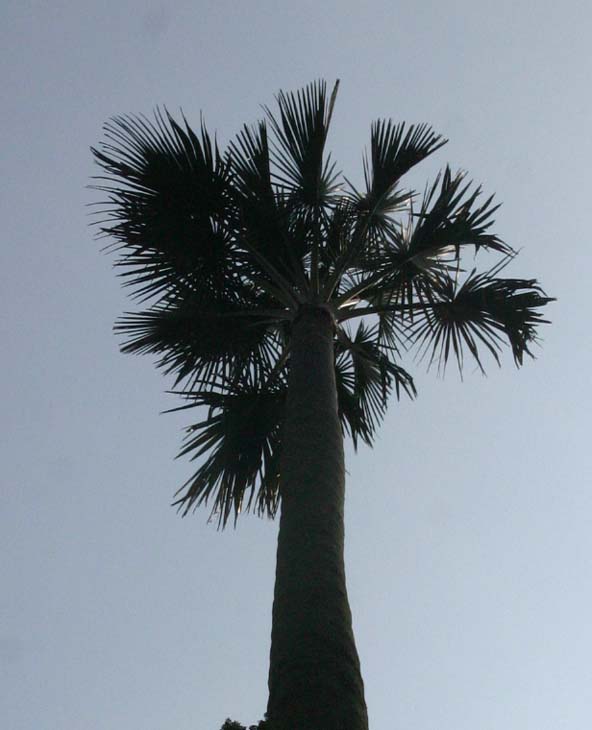 �^���p���V