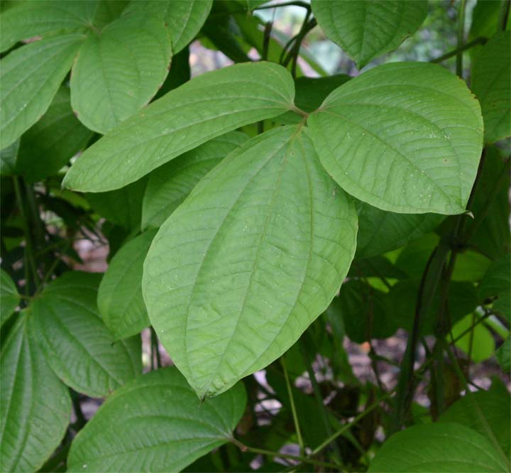 �~�c�o�h�R��