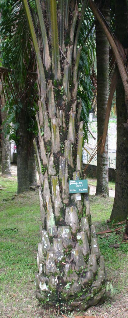 �A�u�����V