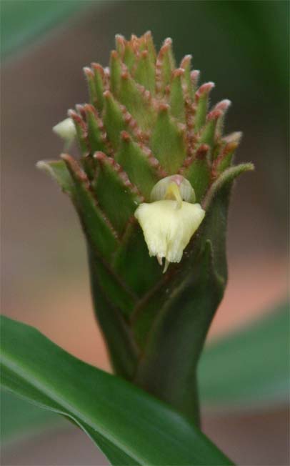 �n�i�V���N�V��