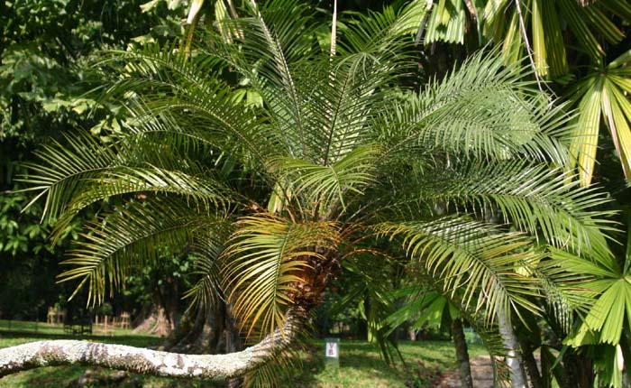 �V���m�E���V