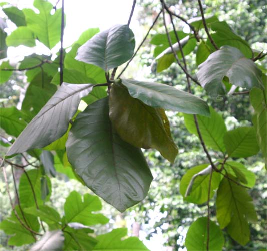 �j�I�C�p���m�L