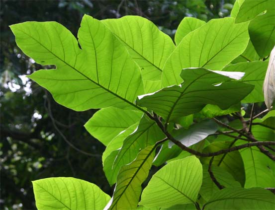 �j�I�C�p���m�L�t��