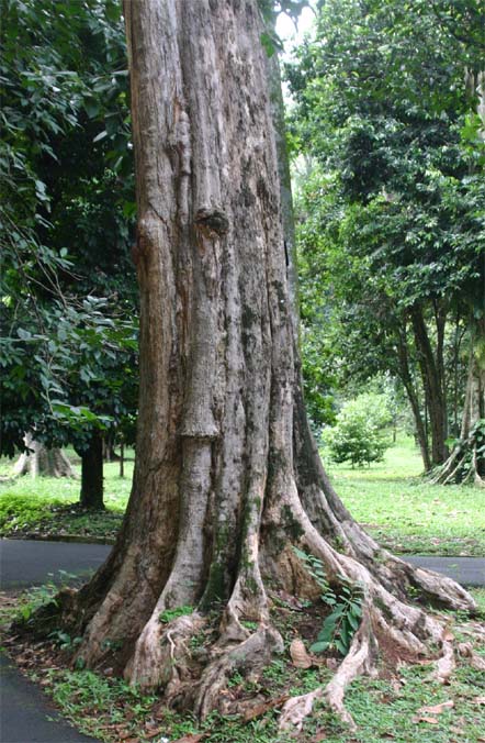 �X�}�g�����N�}�I�E