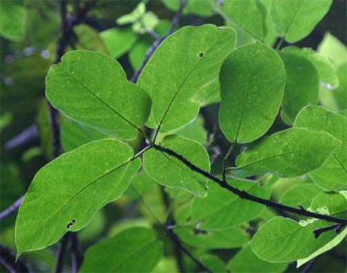 Ficus heteopoda�̗t��