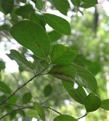 �p���~�c�t��