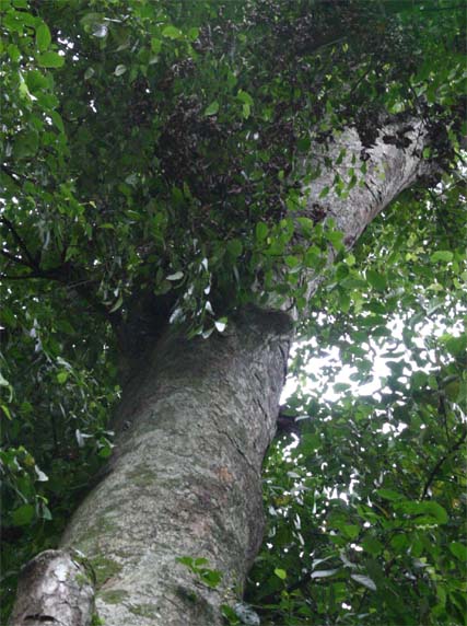 ���T�}���m�L