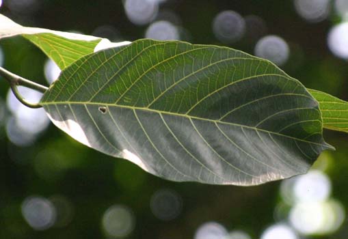 �^���p��