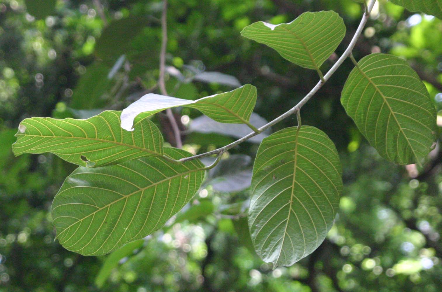 �^���p���t��